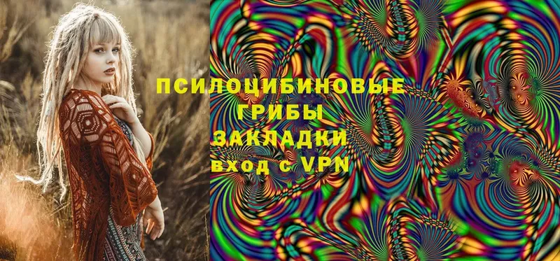 Псилоцибиновые грибы Psilocybe  Жиздра 